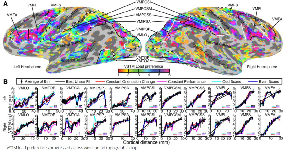 LiangyouZhang's tweet photo. We will present two posters at #OHBM2024 #ohbm. First, @benmarkharvey will present one about Working Memory load (#935) today and on Tuesday, and then I will present the other about Numerosity Adaptation (#1356) on Wednesday and Thursday. You are welcome to visit our posters. https://t.co/2QX2i01p2X