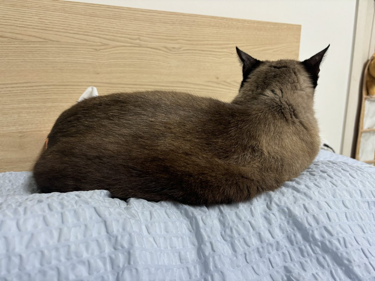 비싼 베개를 큰맘 먹고 하나 샀는데 빌리가 좋다고 인증해주었다.. 난 뭐 베고 자…?! 😹