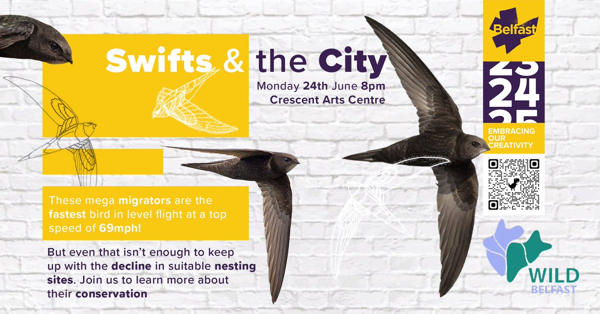 Tomorrow!
Join us in the Crescent Arts Centre to learn all about conservation of these aerial acrobats that grace our skies!
Sign up here
wildbelfast.org/events-1/swift…
