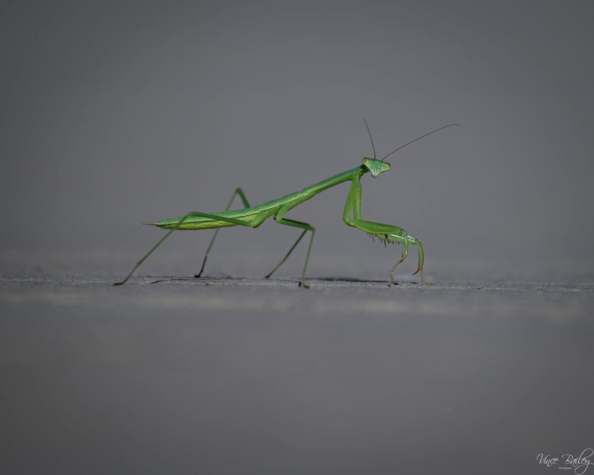 PhotosVB's tweet photo. Praying Mantis
#photography #thephotohour #insectdetective #wildlife https://t.co/6zLUDzB187