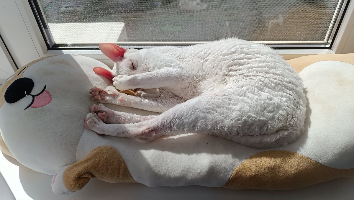 Просто кот и солнечные ванны.