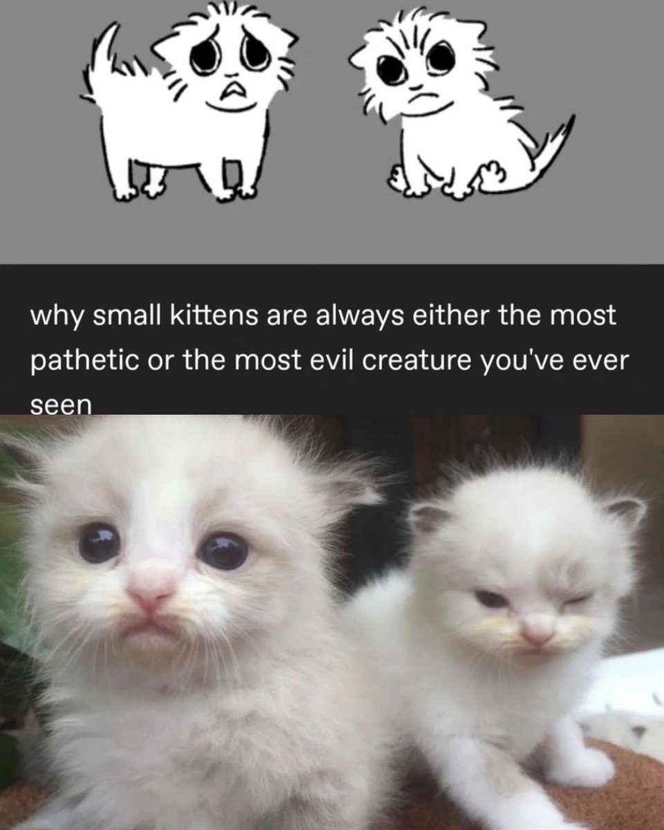 PunchingCat's tweet photo. https://t.co/FQBtBJsbuy