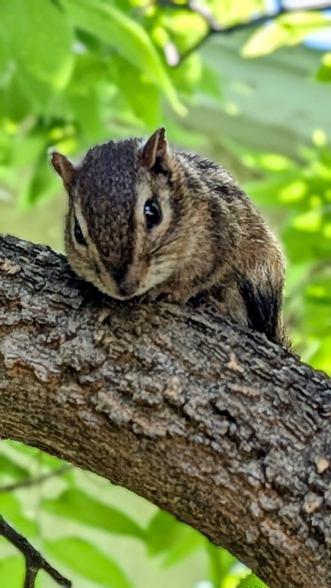 Sure they may be cute but these little rascals can be a real pain!