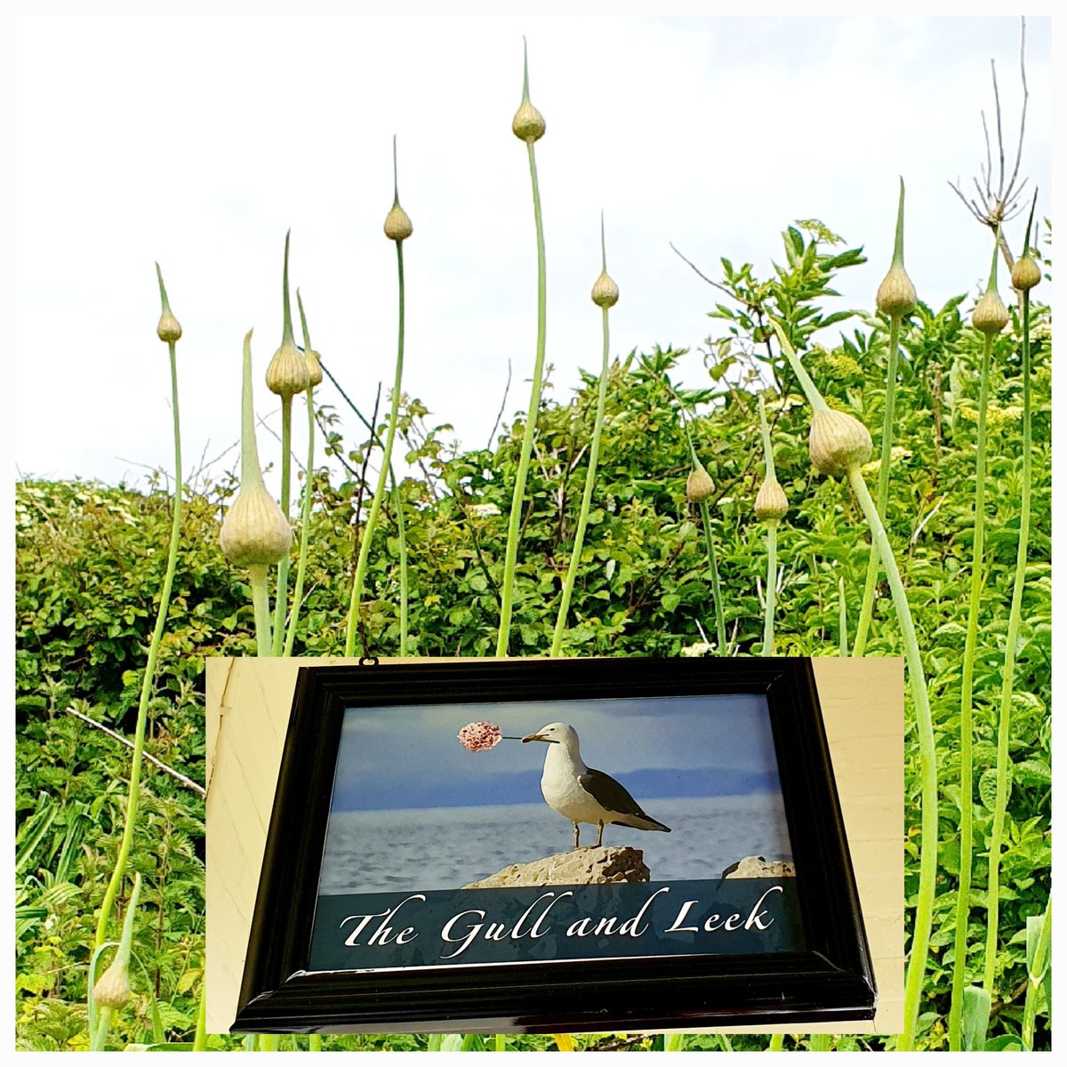 Flat Holm has gulls and Wild Leeks - Allium ampeloprasum - so what do you call the most southerly pub in #Wales? #wildflowerhour