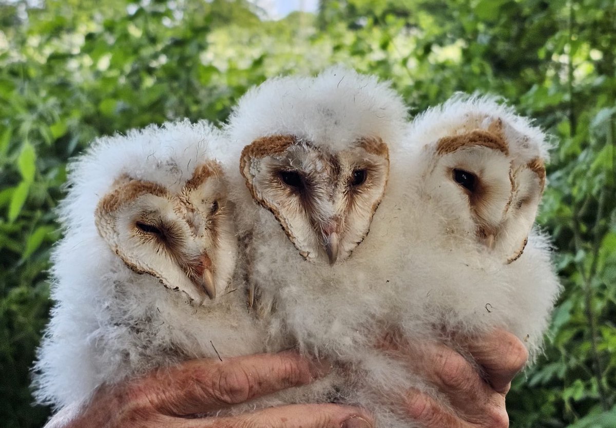 Several Barn Owl broods ringed (under Schedule 1 licence) including this lovely trio. It’s great to see landowner pride generated by these birds. Thanks to all who help.