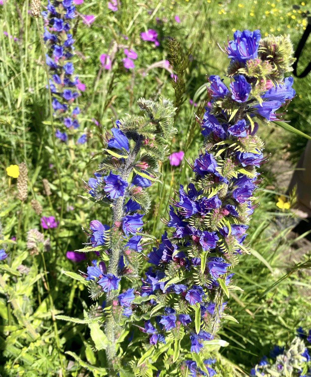 North East Nature (@neastnature) on Twitter photo The stunning Viperās Bugloss spotted in the dunes at Druridge Bay, Northumberland.
A native wildflower and favourite of bumblebees, the purple flowers stand out against the green of the dunes and blue of the sea š
#Wildflowerhour #Bythesea <a href="/wildflower_hour/">wildflowerhour</a> <a href="/WildlifeTrusts/">The Wildlife Trusts</a> The stunning Viperās Bugloss spotted in the dunes at Druridge Bay, Northumberland.
A native wildflower and favourite of bumblebees, the purple flowers stand out against the green of the dunes and blue of the sea š
#Wildflowerhour #Bythesea <a href="/wildflower_hour/">wildflowerhour</a> <a href="/WildlifeTrusts/">The Wildlife Trusts</a>