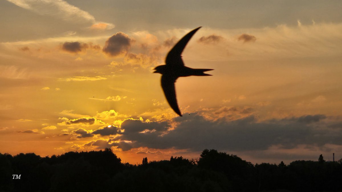 Tadek_8's tweet image. Za oknem na horyzoncie 
#Szczecin #sunset #jerzyk #Bird