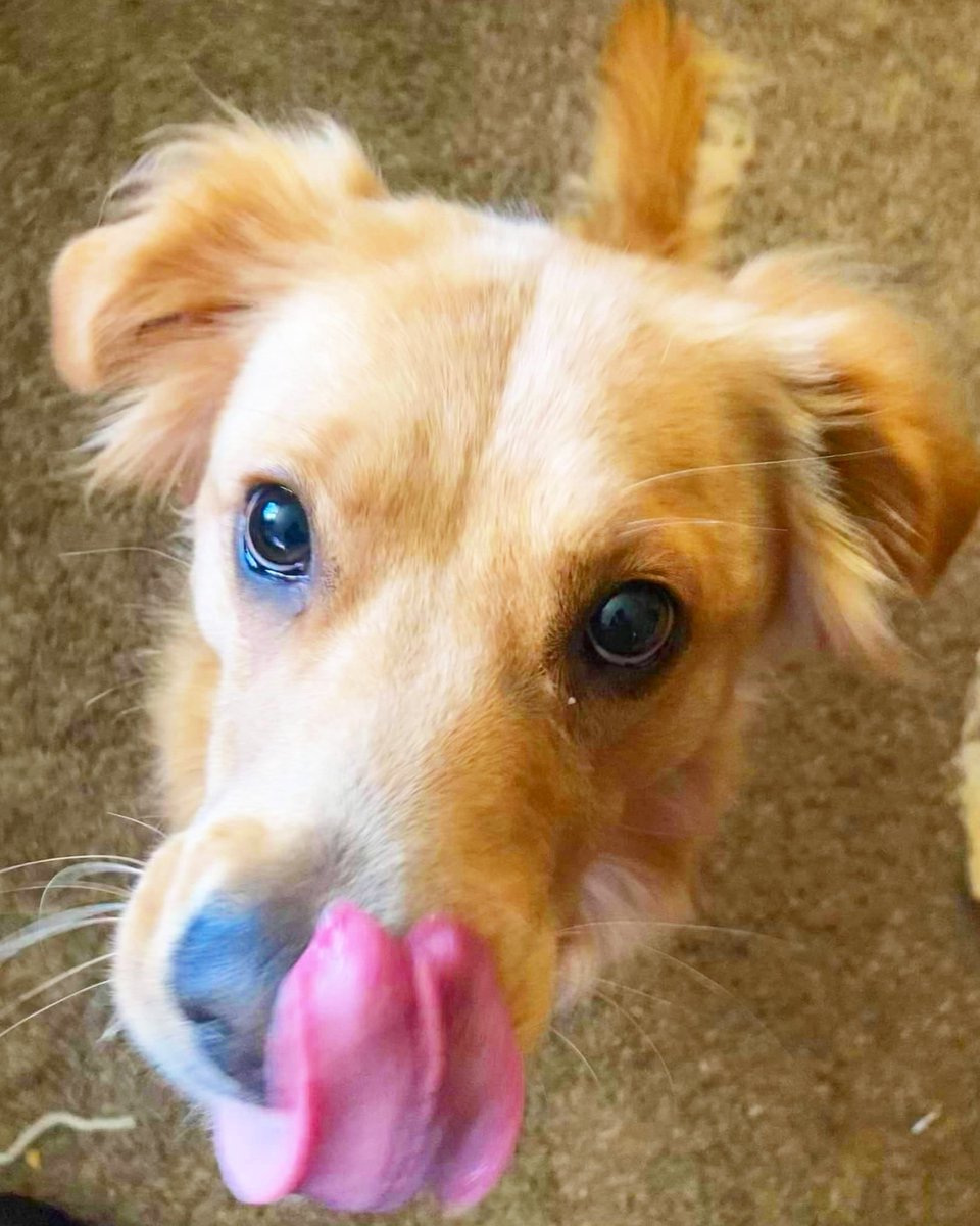 catcrazyknitter's tweet image. Hi twitters peoples...dis is derpy dog and I done fucked up. I thoughts da steak on the counter was mine and forgotted mama already cutted one for me. I didn&apos;t means to eat it but mama&apos;s da bestest cooker and it smelled soooo goods. 
#derpydog #oops #goldenretriever