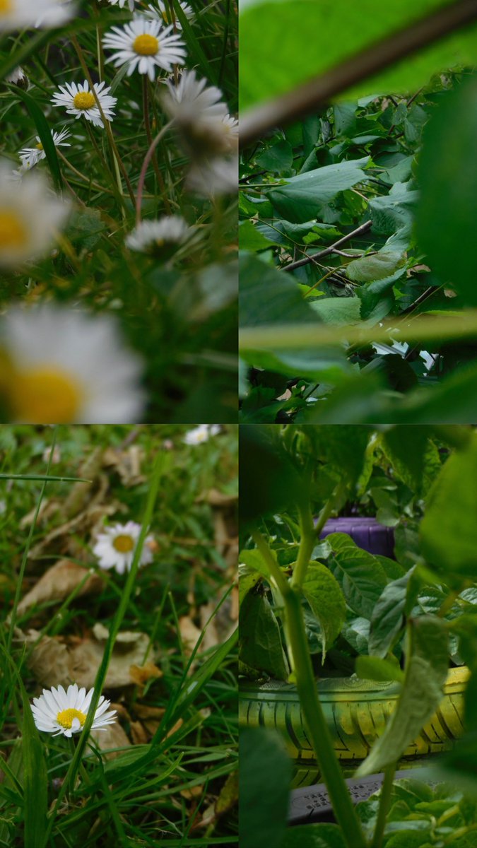 Miss Lang tweet media