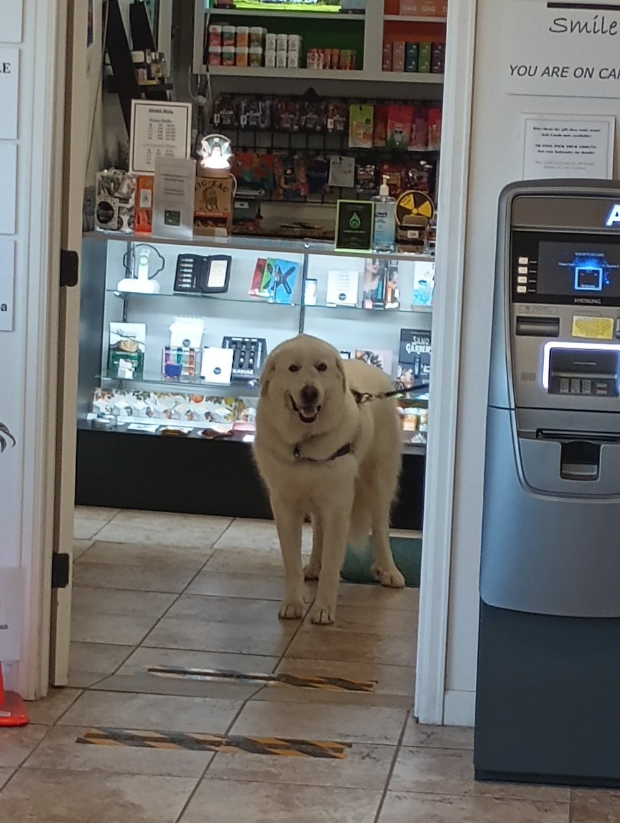 Meet our stoner dog of the week: Chapo! Keep your stash away from this pup 😋🤭