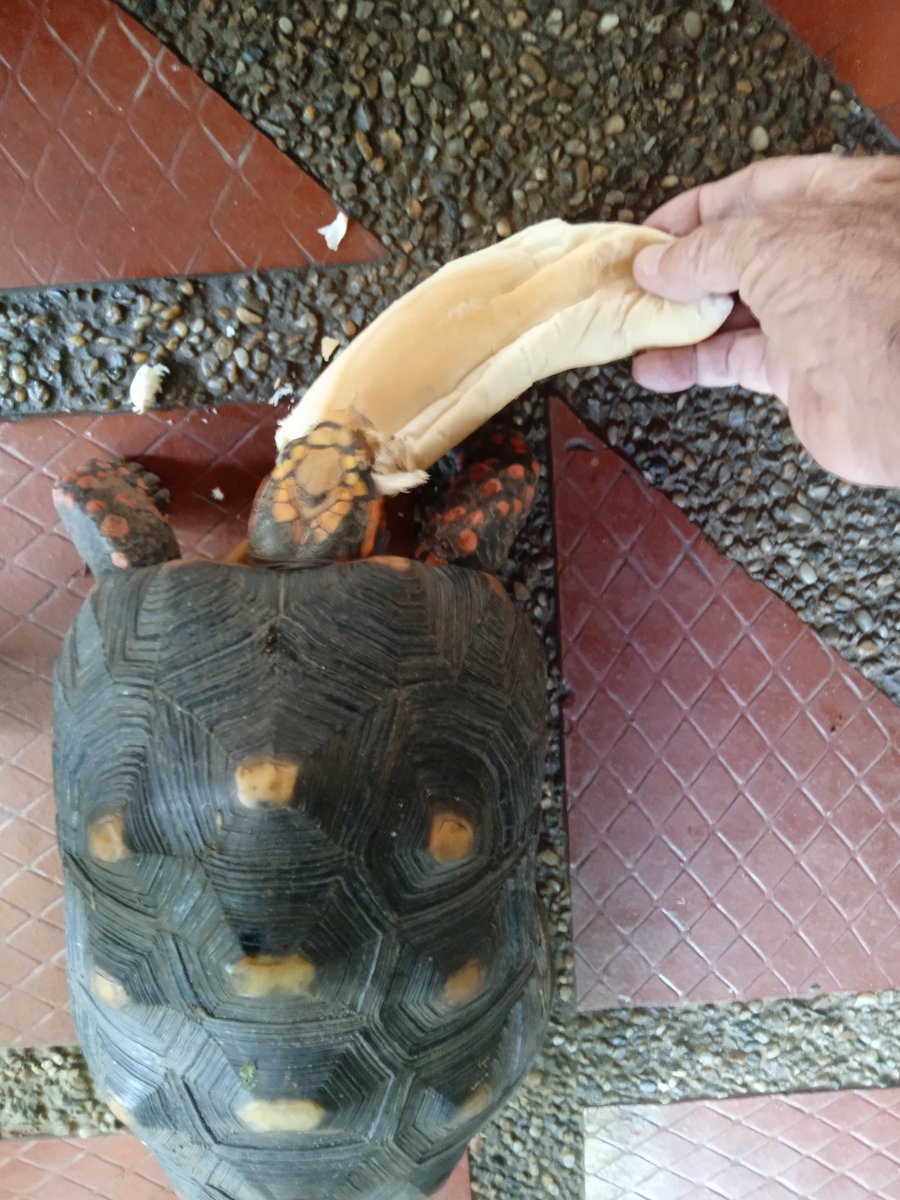 Definitivamente, con hambre no hay mal pan.