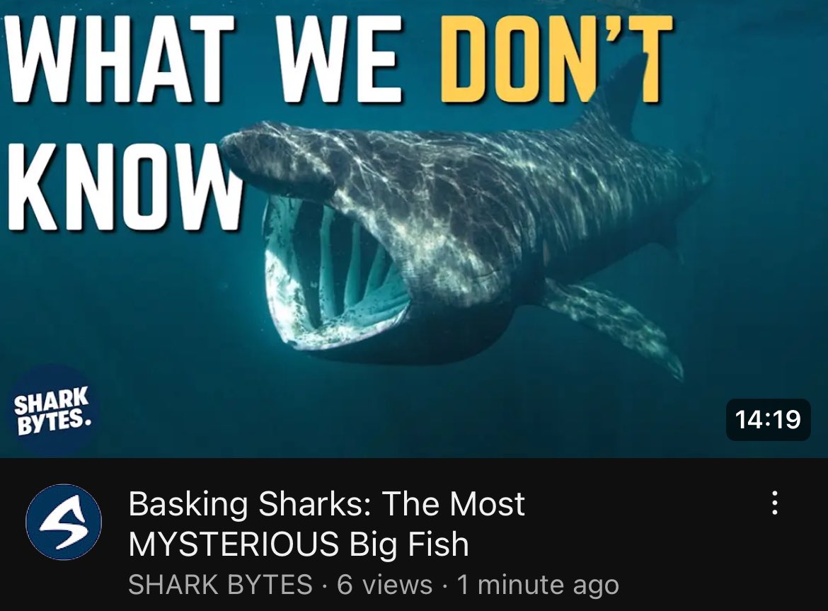 BRAND NEW #SHARKBYTES OUT NOW! Come and learn about the most mysterious big fish in the ocean, these giant creatures have truly baffled scientists for years. Watch via the Shark Bytes homepage here: youtube.com/@sharkbytes?si…