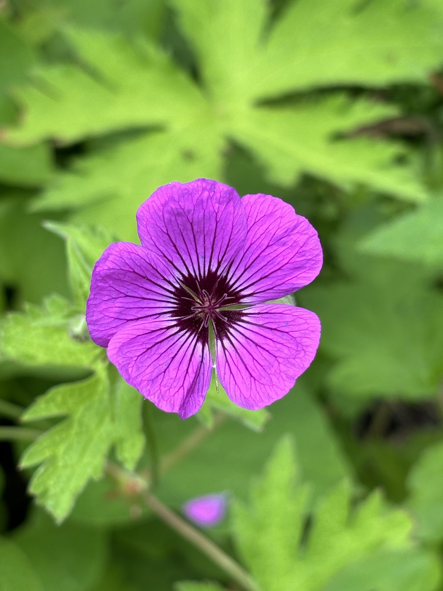 Sally Rowe tweet media