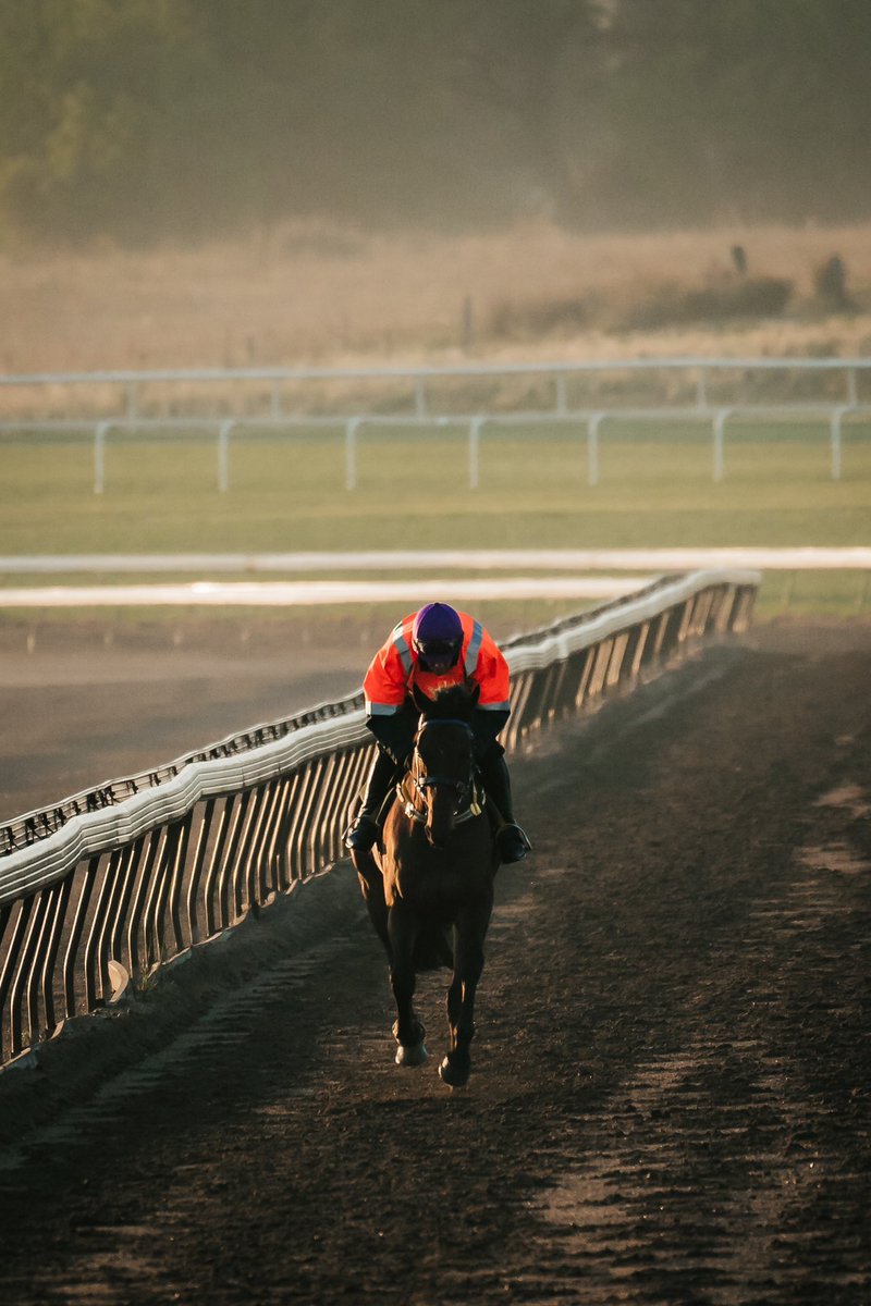horsejobsaus's tweet photo. Cruising head first into Monday π
#trackwork #positionsavailable #horsejobsaustralia #whereequinemeetsopportunity https://t.co/QWo2qwdkbI