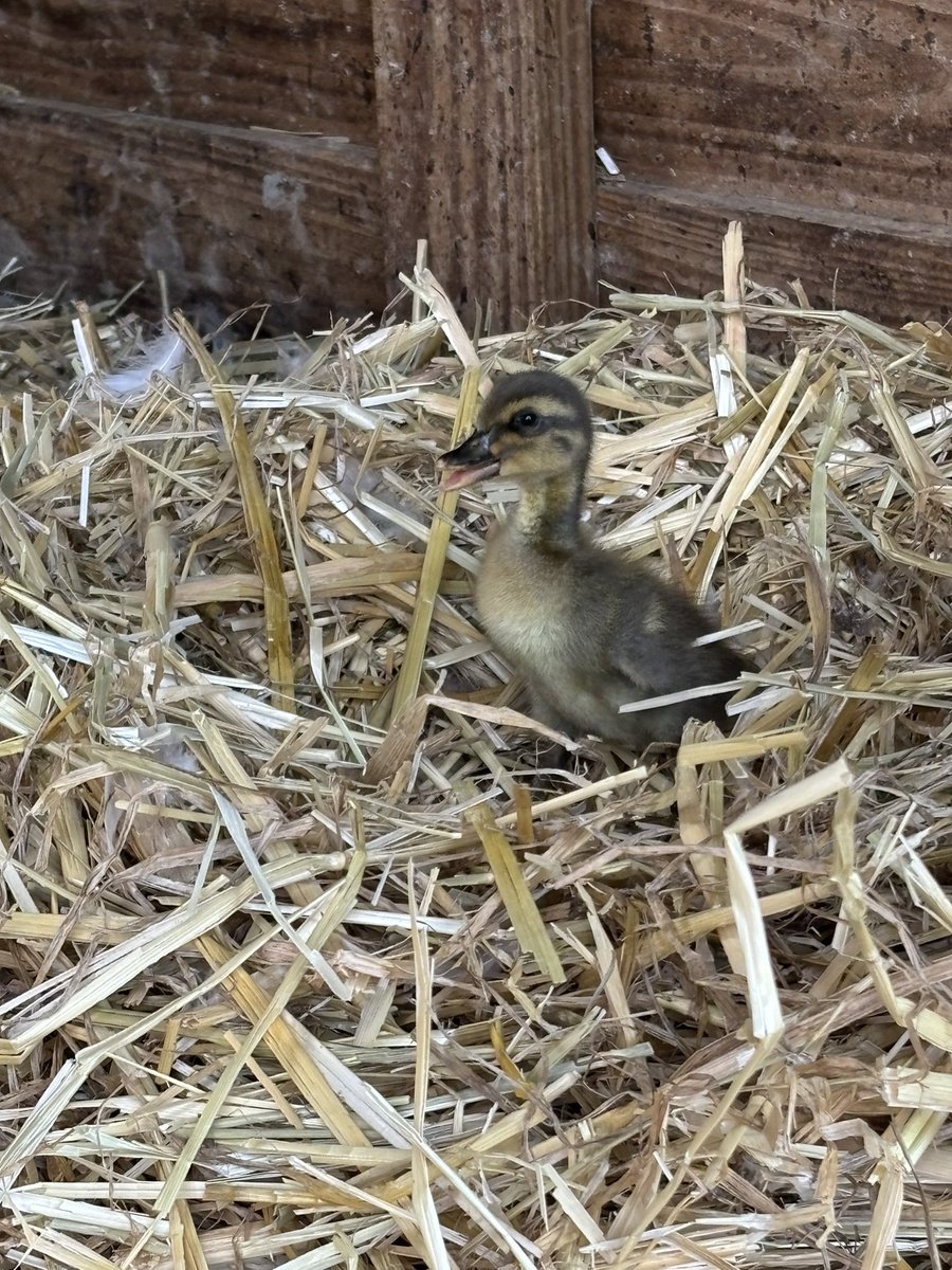 Melinda Howard tweet media