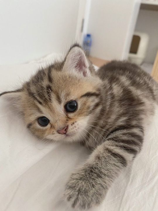 Cute Cats 🐱 tweet media