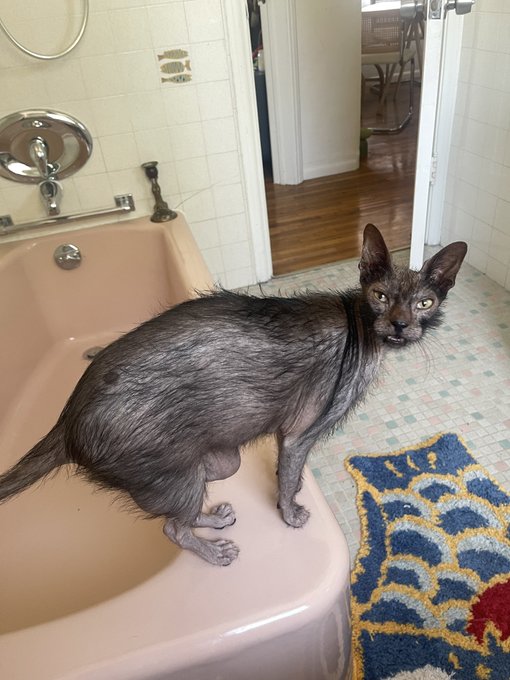 This guy has been following me around all day speaking in perfect English about how he &ldquo;needs to defeat