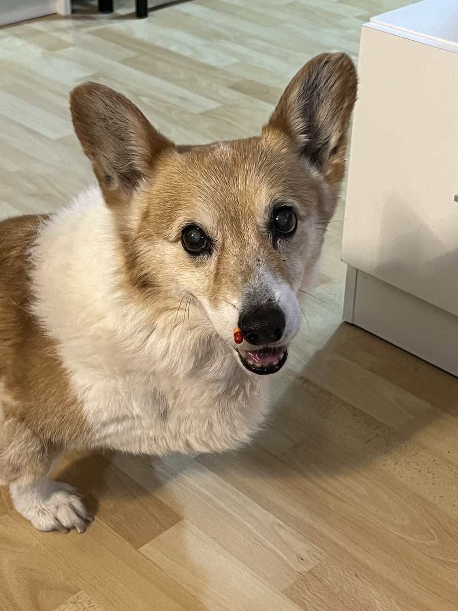 La única cosa que agradezco de que nuestro peludo esté mayor es que desde hace dos/tres años apenas oye ya los petardos por estar sordito.

Miradle, se le ha pegado la pastilla en el hocico y él la mar de feliz mientras suenan los petardos fuera.