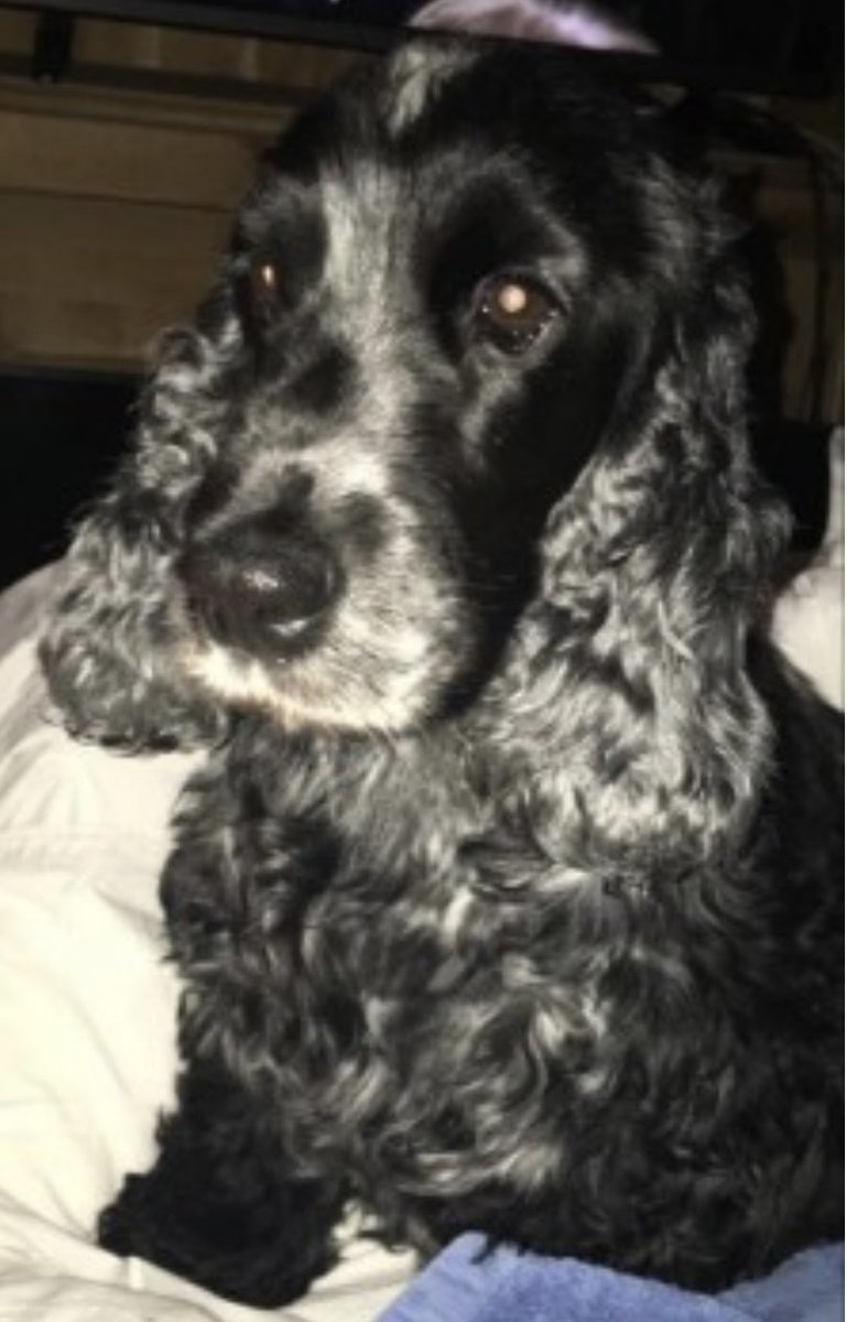 rosiedoc666's tweet photo. #StolenDogHour 

LINNEA an older lady went missing 4/8/21 on the fields at the back of WHITE-FIELD BUSINESS UNITS 
#SO45 
Very friendly girl who loved everyone 
WHERE DID SHE GO? 
Tagged/chipped/spayed 

https://t.co/KZlQnUqS8p

@JacquiSaid @juliagarland73 @vee_essex @RachaelB100 https://t.co/7HfEiGaOiJ