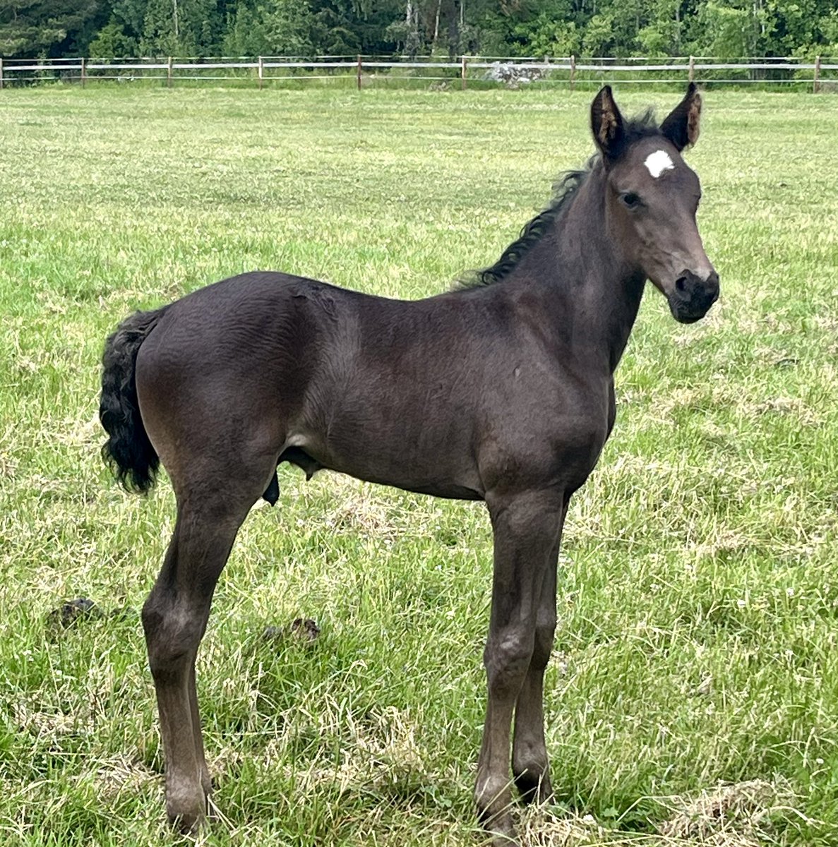 silvercitybree1's tweet photo. Final Fling (e. Orlando Vici) har fått ett läckert hingstföl efter Trixton! 👍🏻🙏🏼♥️ Flingan går nu till en annan vinnare av Hambot, Perfect Spirit💪🏻 https://t.co/uCA15bOoA7 https://t.co/4CwY1o41Wj