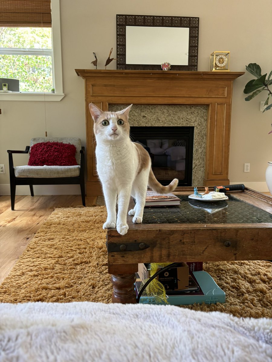 tinygreenbug's tweet image. house sitting and their cat does not fuck with me or my vibe whatsoever