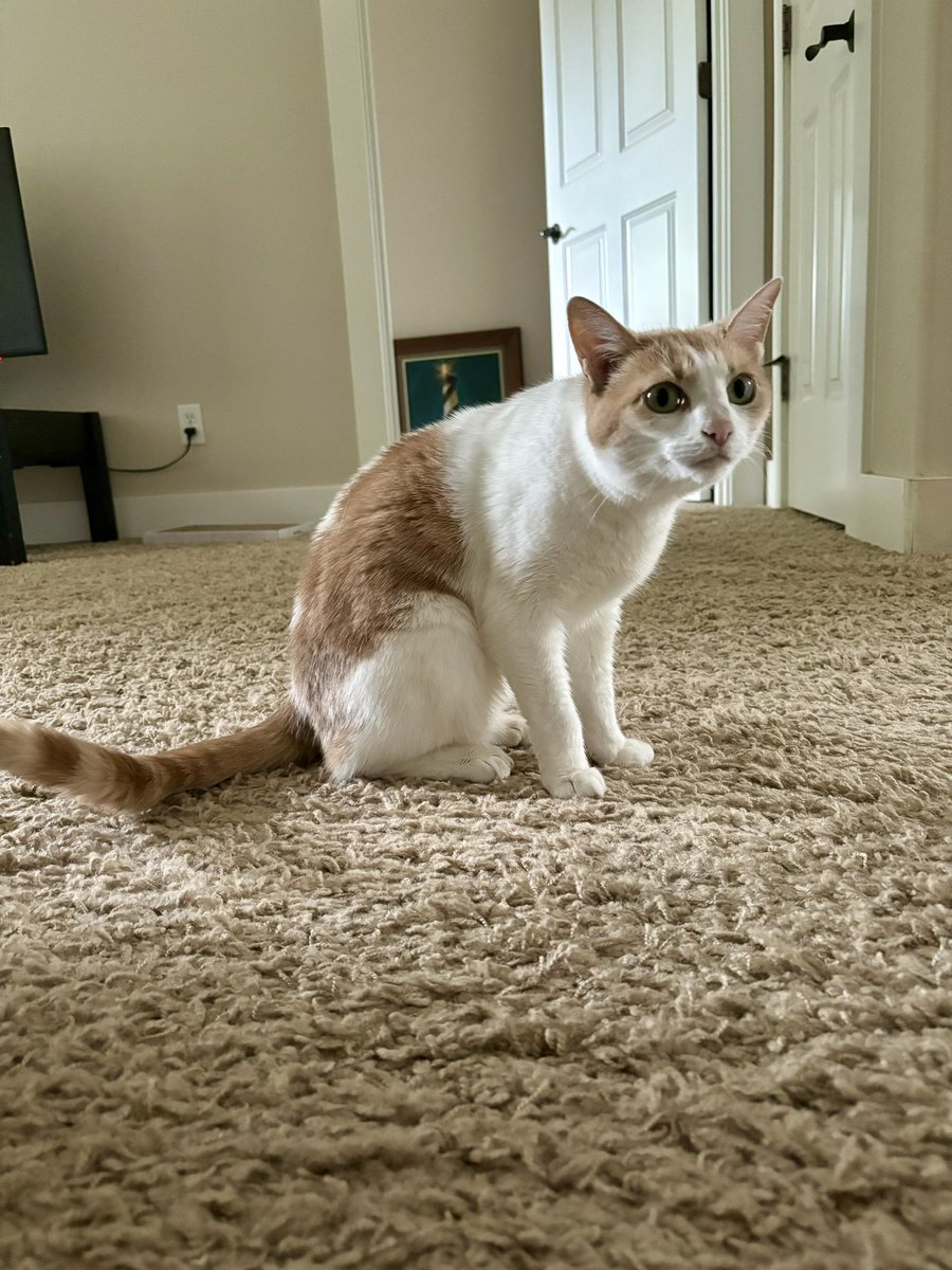 tinygreenbug's tweet image. house sitting and their cat does not fuck with me or my vibe whatsoever