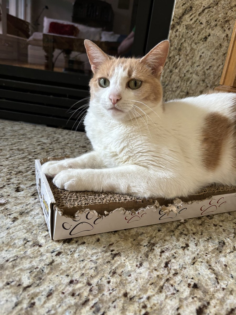 tinygreenbug's tweet image. house sitting and their cat does not fuck with me or my vibe whatsoever