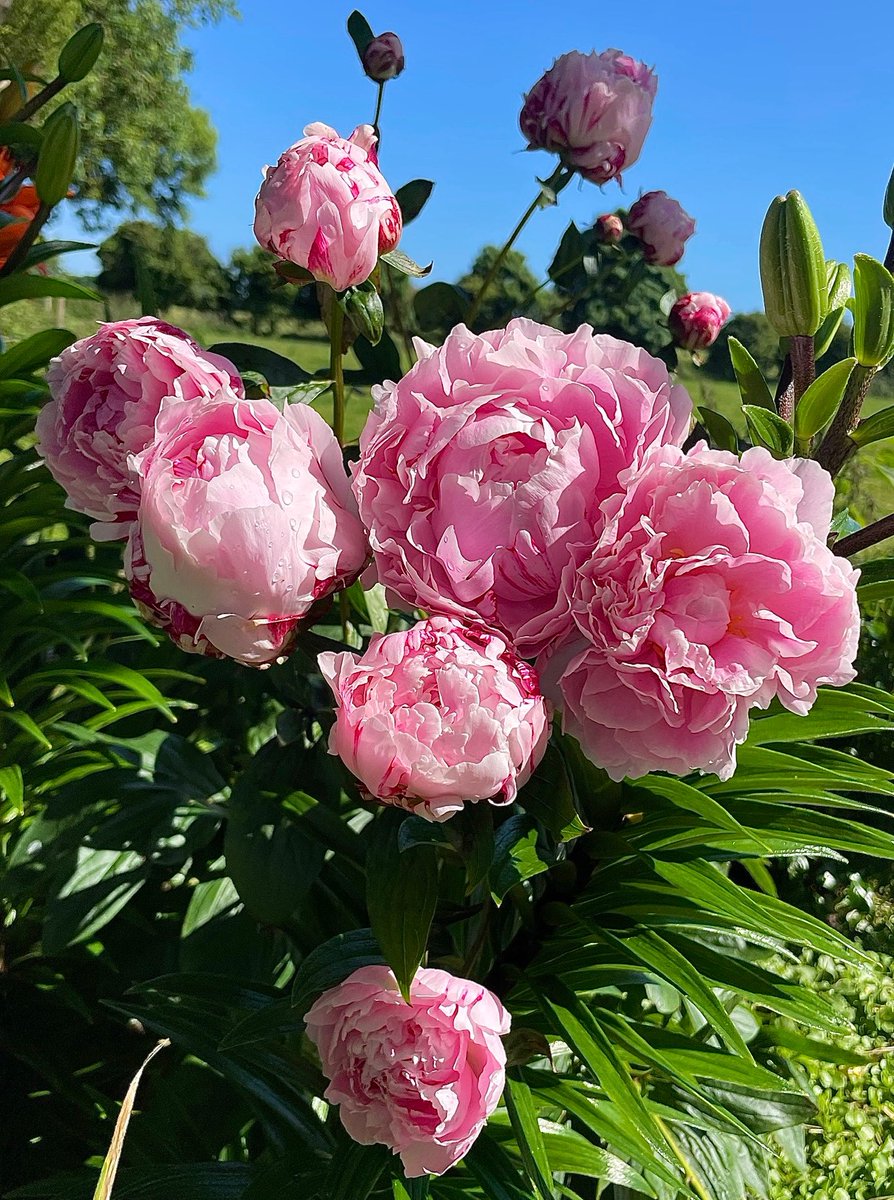 Peonies are a bit special, aren’t they? 
#gardening #gardeningx #inmygarden