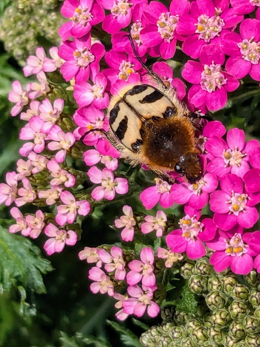 De penseelkever in onze tuin en de pimpelmees die nestelde op ons terras; toepasselijker kan bijna niet 😉