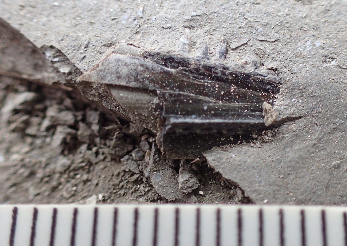 outfossiling's tweet image. #outfossiling #fossilcollecting with @FistfulQ splitting shales- small partial fish jaw and hybodus sp tooth amongst other cool tiny #fossil finds