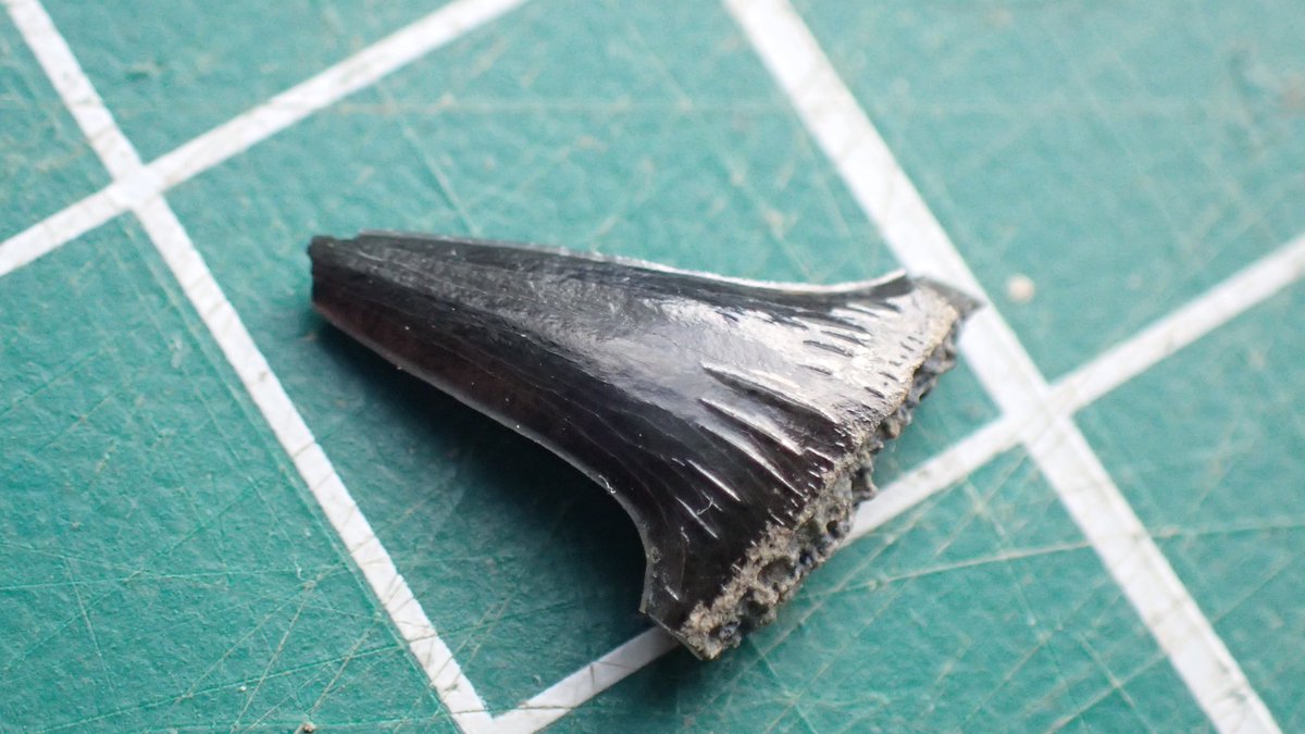 outfossiling's tweet image. #outfossiling #fossilcollecting with @FistfulQ splitting shales- small partial fish jaw and hybodus sp tooth amongst other cool tiny #fossil finds
