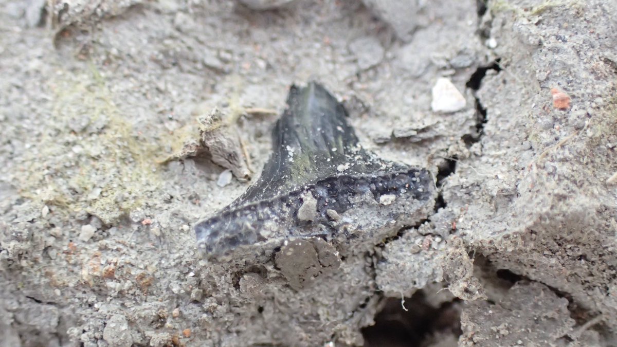 outfossiling's tweet image. #outfossiling #fossilcollecting with @FistfulQ splitting shales- small partial fish jaw and hybodus sp tooth amongst other cool tiny #fossil finds