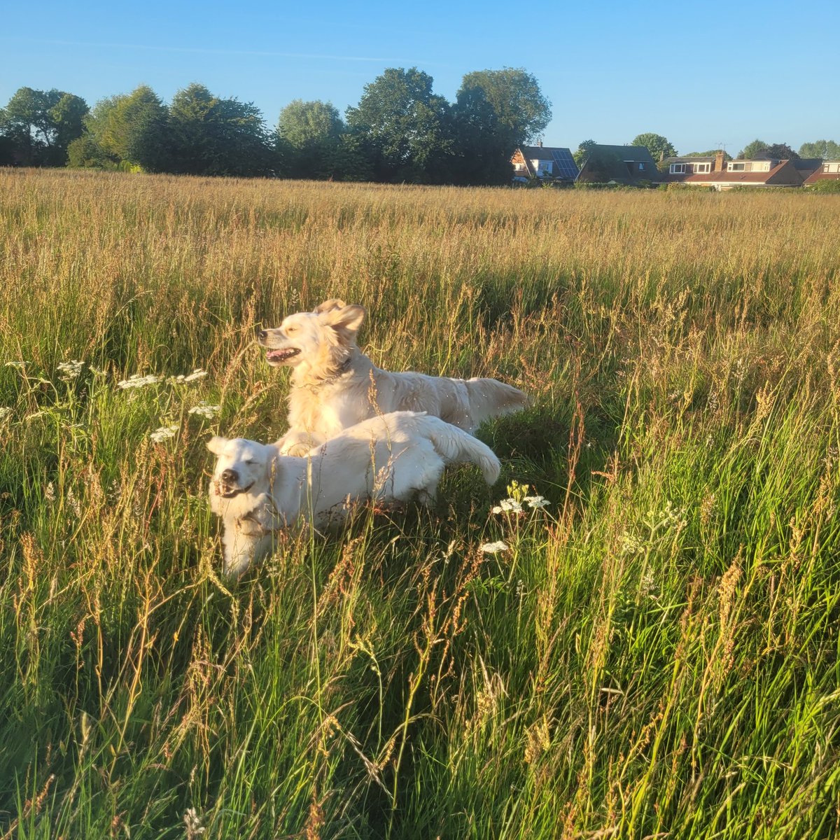 Mad dogs! #goldenretrievers #dogs