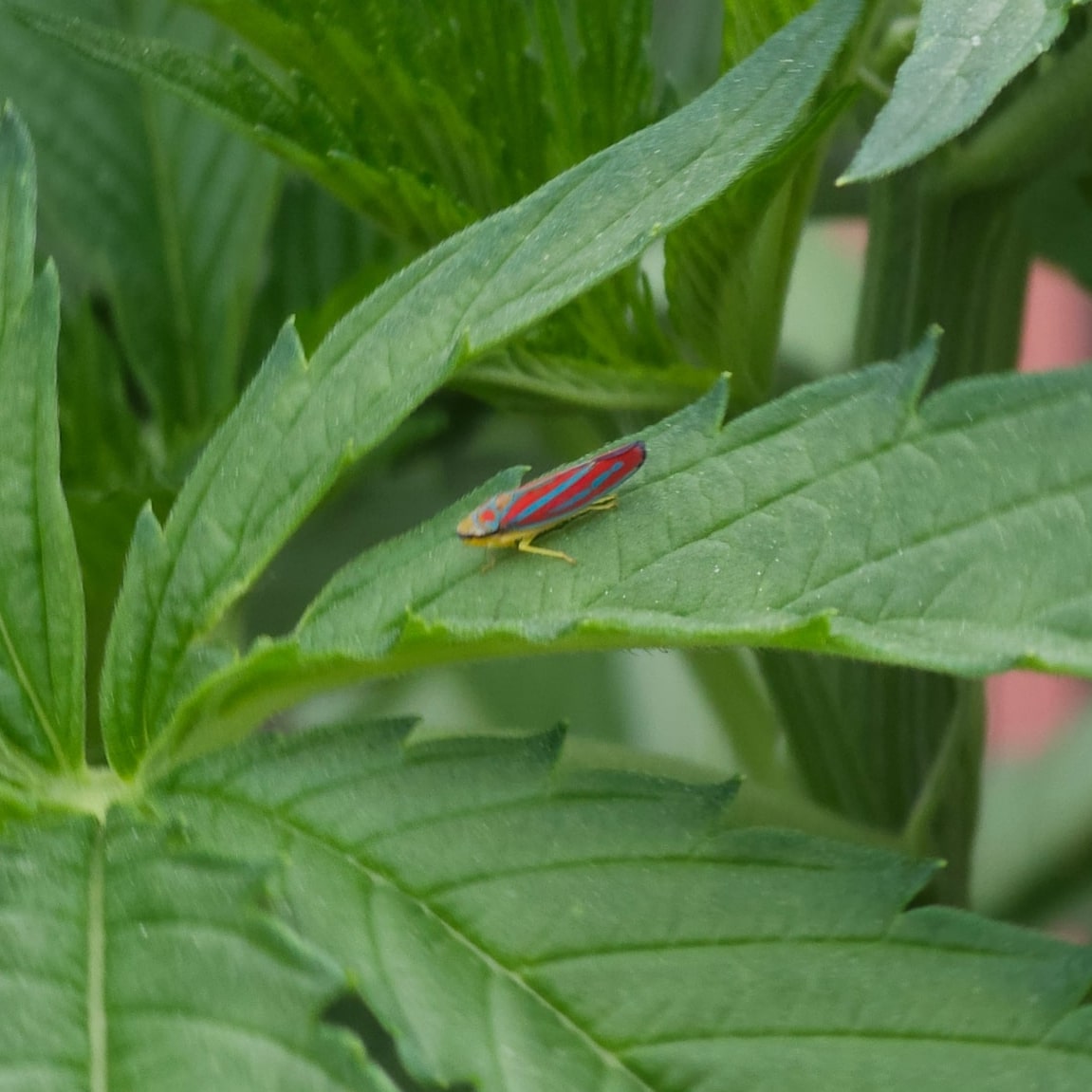 outdoor_canopy's tweet image. The Red Banded leaf hopper has a natural 3D effect on your eyes. Focus on the color and slowly move the picture away from your eyes to see the colors pop. #leafhopper #entomology #pineappleexpress #34streetseedco #outdoorgrow #cannaculture #plantsaremedicine #highsociety #ontario