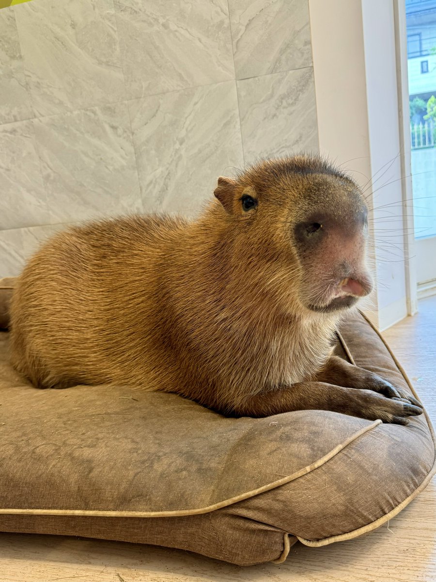 ▔▔

プレデターの真似

#マロン #マロン姫 #カピバラ #capybara