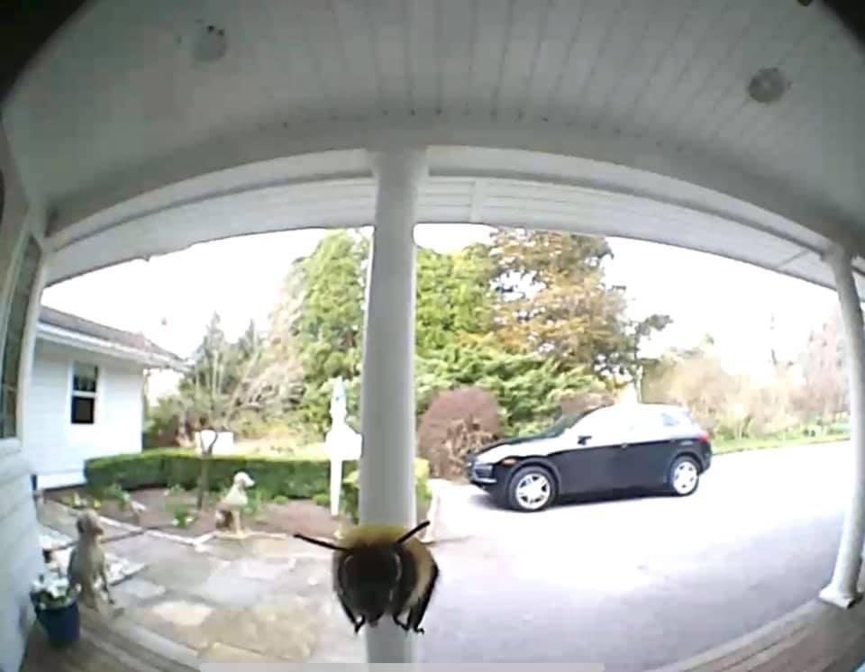 Thought I heard the doorbell buzz but it was just this lil guy