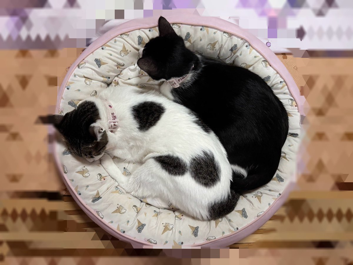 Causal_reaction's tweet image. おはようございます🌞😊🌞
きのこのっこーのこ🍄 🍄
皆様💗今週も素敵な1週間を😘
今日も可愛い5女🥰6女🥰