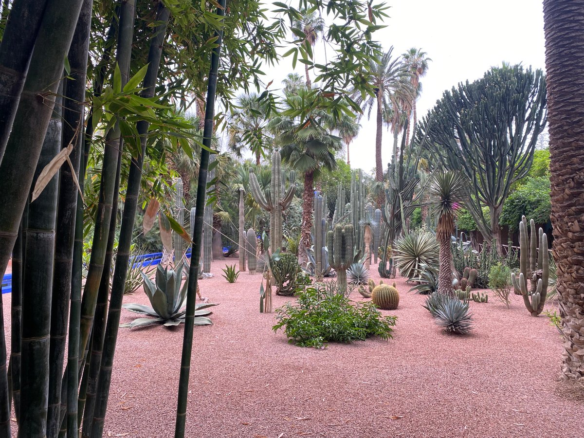 MorockanTravel's tweet photo. A visit to the Majorelle Garden in #Marrakech is a must. The colors and tranquility are unmatched. 💙💚 #Travel to #Morocco.
#marrakech #fez #rabat #chefchaouen #tangier #essaouira #merzouga #desert #morocco #travelling #visitmorocco #moroccotravel #travelphotography #TravelGram https://t.co/xJcXwOiHXC