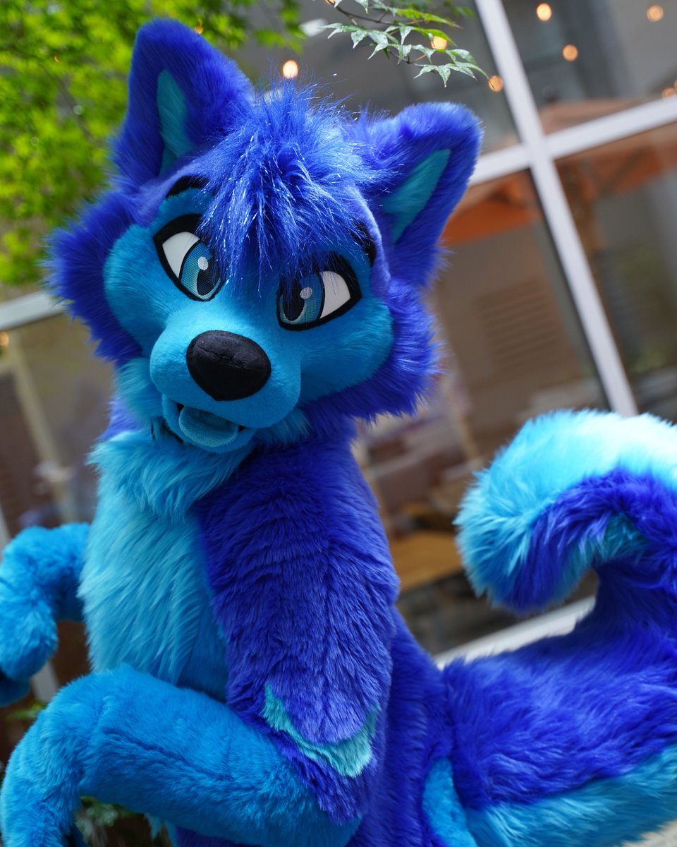 π©΅π Sapphire Husky ππ©΅ (@aoihasukii) on Twitter photo This boy is one year old today!!!
πΈ: <a href="/Epsole_The_Folf/">ΓpsΓΈlΓ© πΊπΈπ³π΄</a>
#FursuitEveryday This boy is one year old today!!!
πΈ: <a href="/Epsole_The_Folf/">ΓpsΓΈlΓ© πΊπΈπ³π΄</a>
#FursuitEveryday
