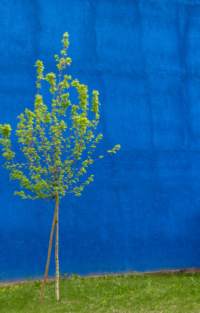 Did you know you can request a tree for the front of your home, thanks to the City's Trees in Trust Program! Requests are open until July 1st!

🌳Request a tree ➡ ow.ly/lQE350SnW7J