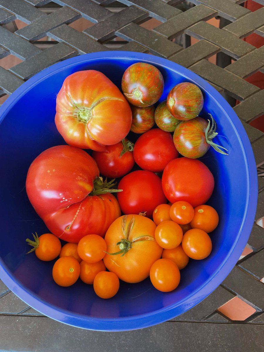 MatthewBowdish's tweet photo. It's 103F/39C today and my garden is bumping. I weeded everything before it became too hot. "Vegetablemaggedon 24" is ramping up. And the pollenators are busy with the sunflowers, dahlias, roses, etc. #Zone9b #heirloomseeds #victorygarden #vegetablegarden https://t.co/GJAuzt0OQs