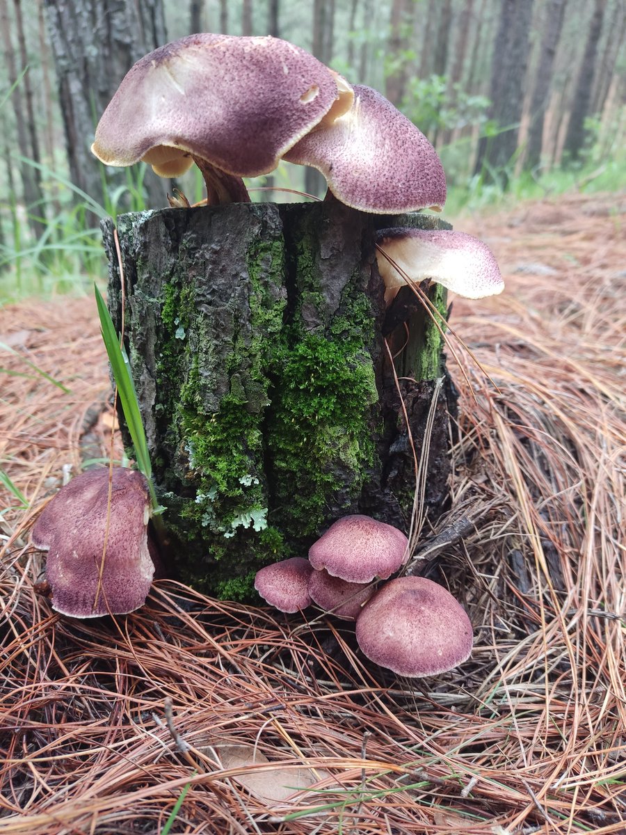 Fungi_Cosas tweet media