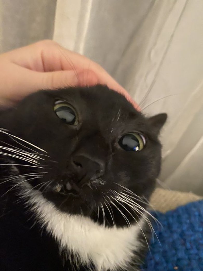 Cats with their heads held back (@catsheld) on Twitter photo 