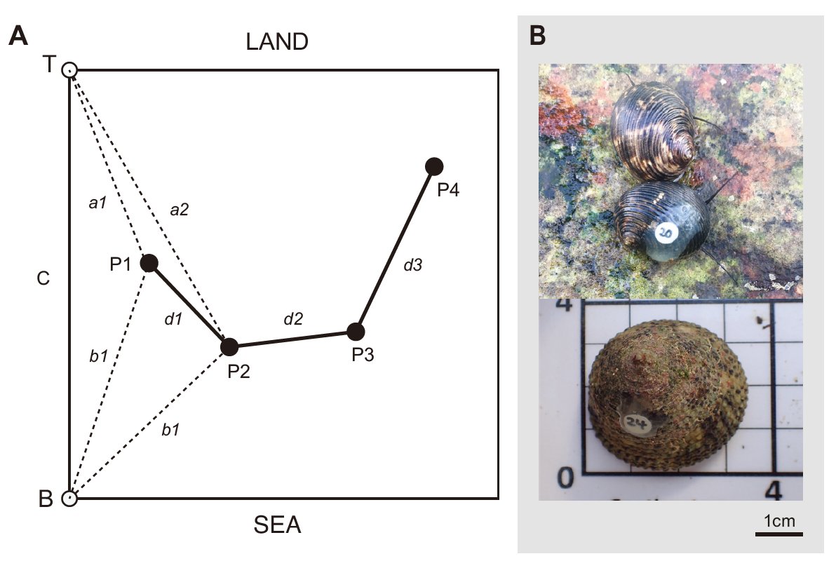 Experimental Marine Ecology Laboratory (@emel_nus) on Twitter photo 📢 New paper led by <a href="/HannahHJYEO/">Hannah Yeo</a> in <a href="/OxfordJournals/">Oxford Journals</a> used mark recapture techniques to show that, compared to rocky shores, #nerite snails are more abundant, and move further, on tropical #seawalls. Excellent work Hannah! 🐌🌊
doi.org/10.1093/mollus… 📢 New paper led by <a href="/HannahHJYEO/">Hannah Yeo</a> in <a href="/OxfordJournals/">Oxford Journals</a> used mark recapture techniques to show that, compared to rocky shores, #nerite snails are more abundant, and move further, on tropical #seawalls. Excellent work Hannah! 🐌🌊
doi.org/10.1093/mollus…