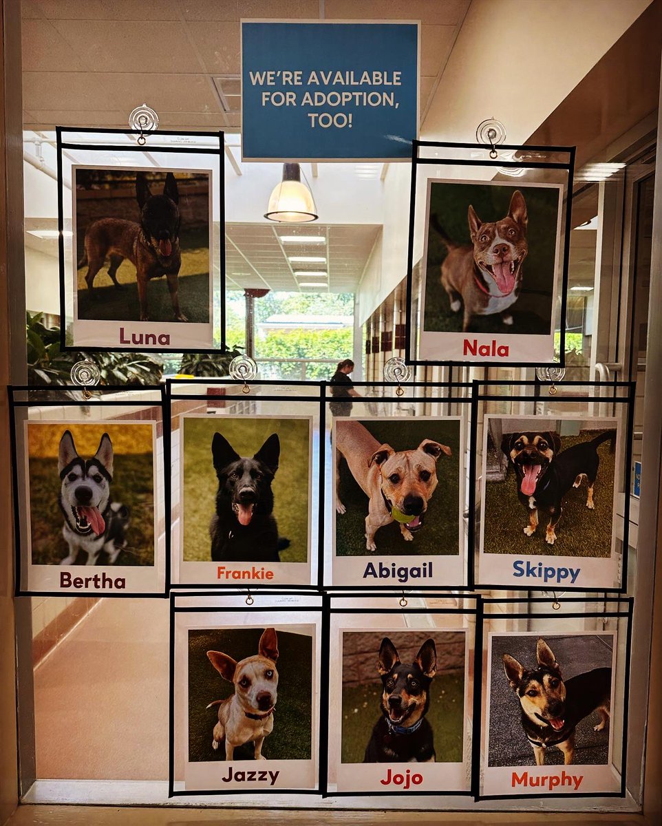 Every soul—both dog and human—that I’ve met at <a href="/MarinHumane/">Marin Humane</a> is amazing! Here are some of the sweet adoptable souls currently there. I would adopt them all if I could. Since I can’t, I thought I’d post about them, and let you enjoy their cuteness. Feel free to spread the word!