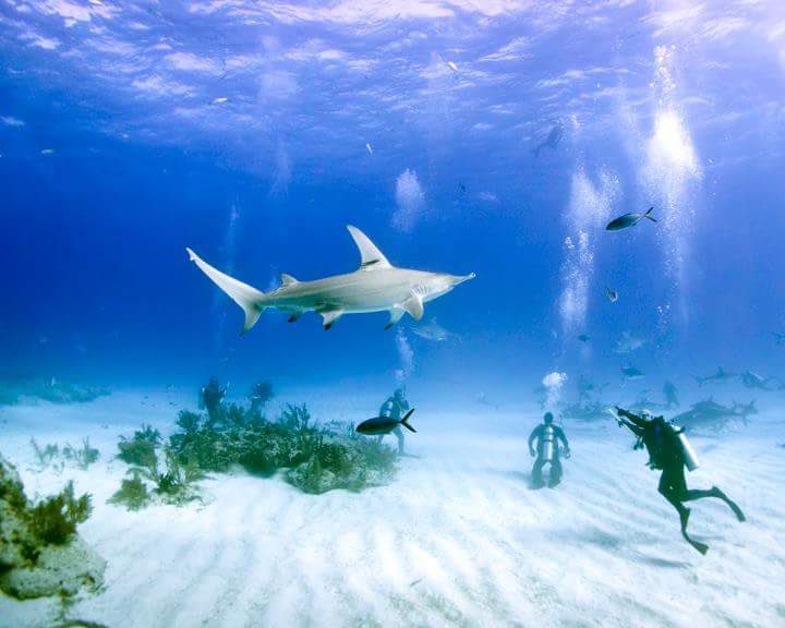 Shark Photog tweet media