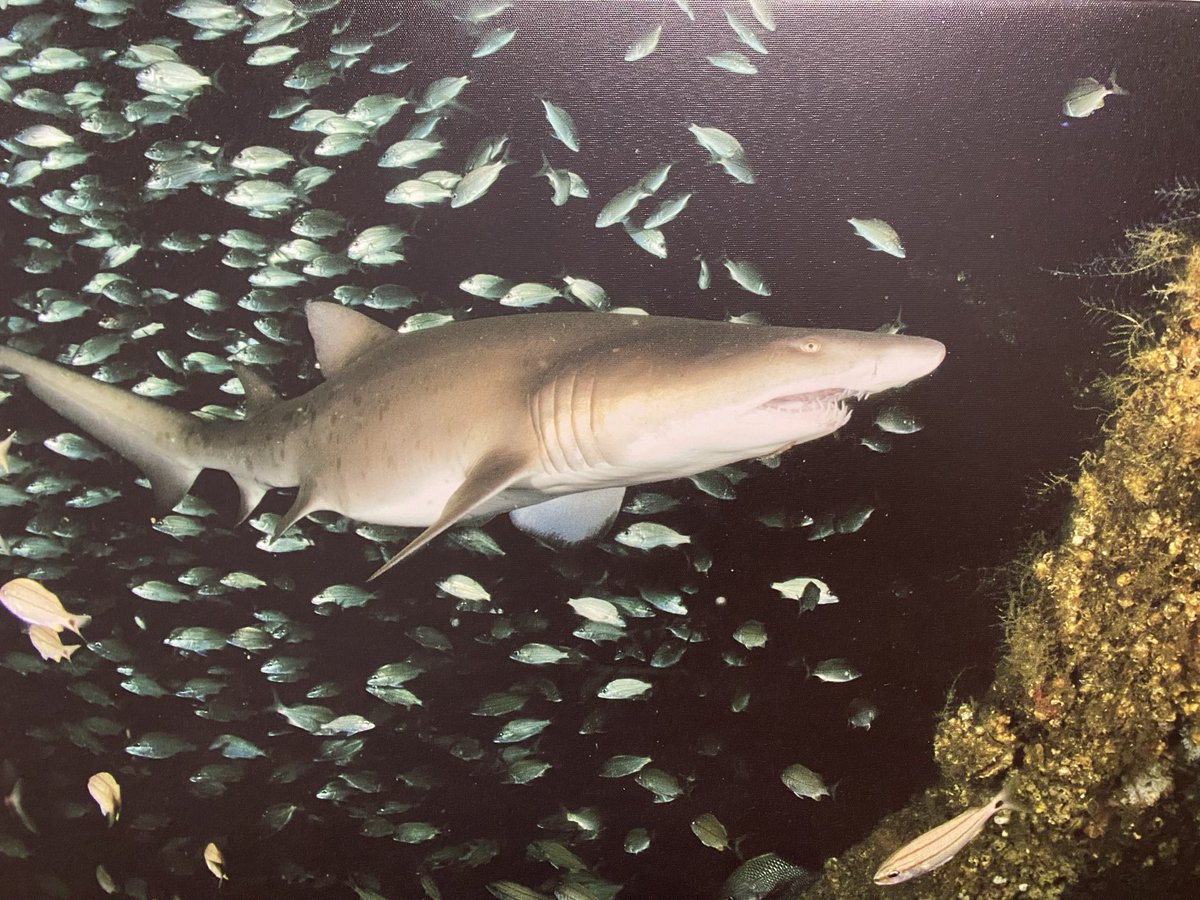 Shark Photog tweet media