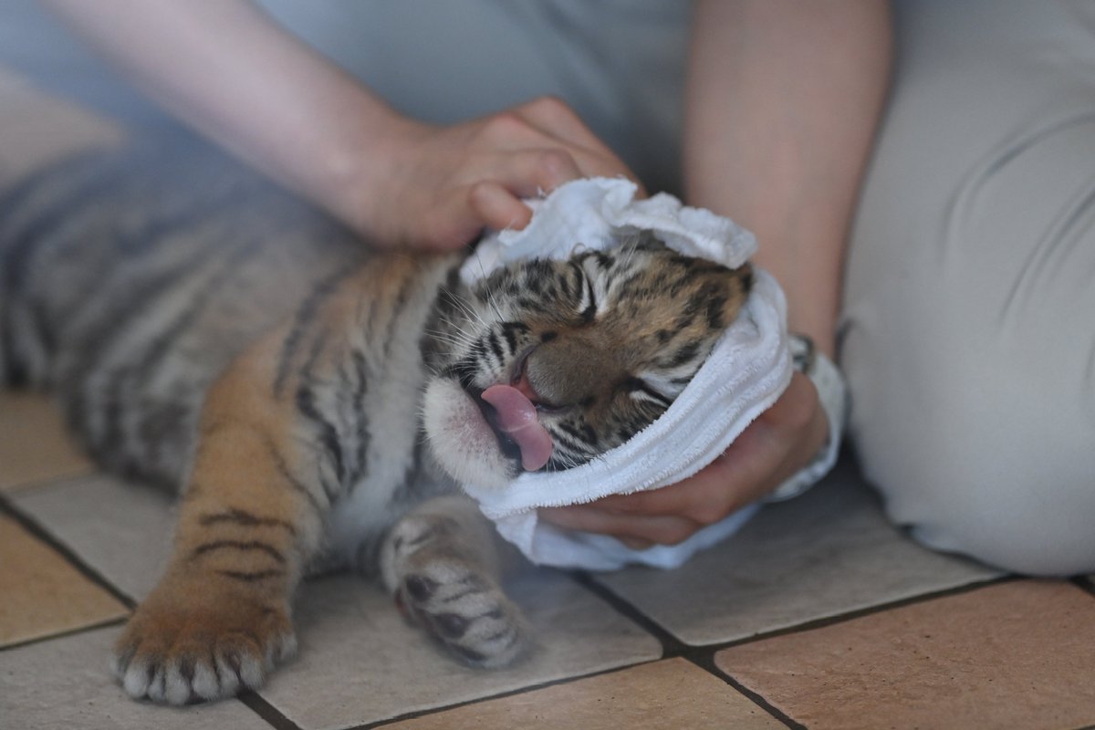 兄弟に吸われてベタベタになったところをキレイにしてもらう🐯✨
＃アドベンチャーワールド #アムールトラ