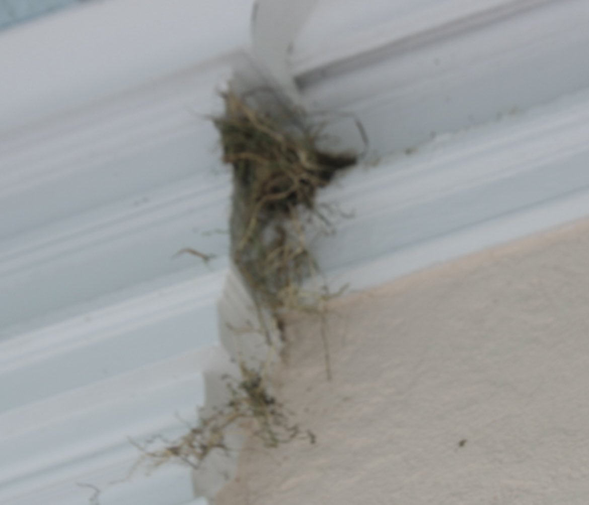 CoraTaningco's tweet photo. A total of renovation of sparrow from yesterday move in to the nest of the Barn Swallow #bidcpp #bird #nature #wild #nesting #weschester 6/23/2024 https://t.co/R1Y0etAYse