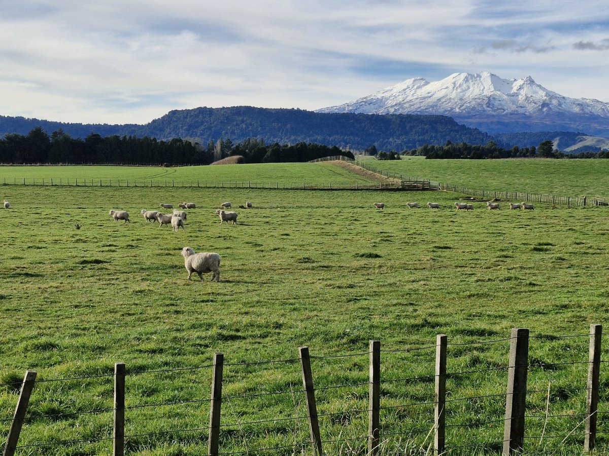 Hard at work growing our raw materials! Nice view on the way back from #etipu  (Ohakune)